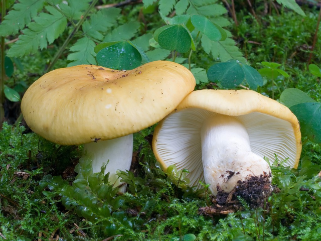 Мицелий Сыроежки охристой / Сыроежка лимонная (Russula ochroleuc) Мицелий Сыроежки охристой / Сыроежка лимонная (Russula ochroleuc)